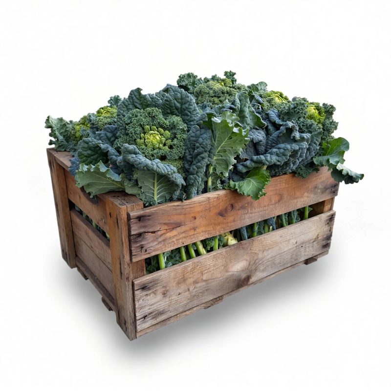 Cime di Rapa Cime di Rapa